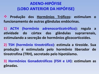 ADENO-HIPÓFISE
        (LOBO ANTERIOR DA HIPÓFISE)
 Produção dos Hormônios Tróficos: estimulam o
funcionamento de outras glândulas endócrinas.
1) ACTH (hormônio adrenocorticotrófico): regula a
atividade do córtex das glândulas suprarrenais,
estimulando a secreção de hormônios glicocorticoides.
2) TSH (hormônio tireotrófico): estimula a tireoide. Sua
produção é estimulada pelo hormônio liberador de
tireotrofina (TRH), secretado pelo hipotálamo.
3) Hormônios Gonadotróficos (FSH e LH): estimulam as
gônadas.
 