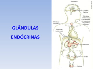 GLÂNDULAS
ENDÓCRINAS
 