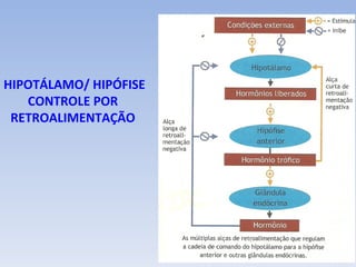 HIPOTÁLAMO/ HIPÓFISE
   CONTROLE POR
 RETROALIMENTAÇÃO
 