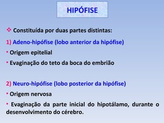 HIPÓFISE

 Constituída por duas partes distintas:
1) Adeno-hipófise (lobo anterior da hipófise)
• Origem epitelial
• Evaginação do teto da boca do embrião


2) Neuro-hipófise (lobo posterior da hipófise)
• Origem nervosa
• Evaginação da parte inicial do hipotálamo, durante o
desenvolvimento do cérebro.
 