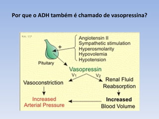 Por que o ADH também é chamado de vasopressina?
 