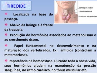 TIREOIDE
 Localizada na base do
pescoço.
 Abaixo da laringe e à frente
da traqueia.
 Produção de hormônios associados ao metabolismo e
ao crescimento ósseo.
    Papel fundamental no desenvolvimento e na
maturação dos vertebrados. Ex.: anfíbios (controlam a
metamorfose).
 Importância na homeostase. Durante toda a nossa vida,
seus hormônios ajudam na manutenção da pressão
sanguínea, no ritmo cardíaco, no tônus muscular etc.
 