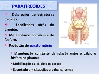 PARATIREOIDES
 Dois pares de estruturas
ovoides.
      Localizadas atrás da
tireoide.
 Metabolismo do cálcio e do
fósforo.
 Produção do paratormônio

   • Manutenção constante da relação entre o cálcio o
   fósforo no plasma;
   • Mobilização de cálcio dos ossos;
   • Secretado em situações e baixa calcemia
 