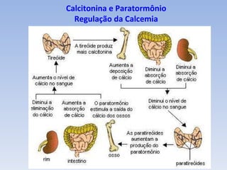 Calcitonina e Paratormônio
  Regulação da Calcemia
 