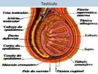 Testículo
