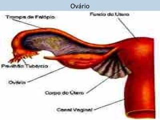 Ovário