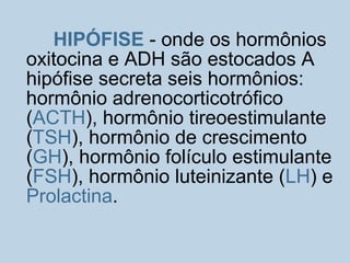 HIPÓFISE - onde os hormônios
oxitocina e ADH são estocados A
hipófise secreta seis hormônios:
hormônio adrenocorticotrófico
(ACTH), hormônio tireoestimulante
(TSH), hormônio de crescimento
(GH), hormônio folículo estimulante
(FSH), hormônio luteinizante (LH) e
Prolactina.