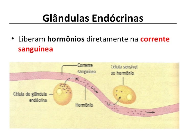 Onde As Glândulas Endócrinas Lançam Suas Secreções