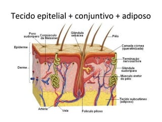 Tecido epitelial + conjuntivo + adiposo
 