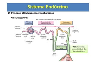 Sistema Endócrino
2) Principais glândulas endócrinas humanas
Antidiurético (ADH)
ADH: Aumenta a
permeabilidade dos
ductos coletores
 