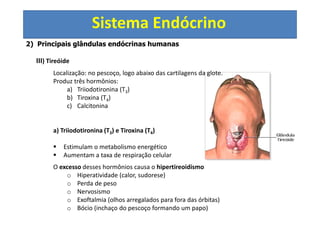 Sistema Endócrino
2) Principais glândulas endócrinas humanas
III) Tireóide
Localização: no pescoço, logo abaixo das cartilagens da glote.
Produz três hormônios:
a) Triiodotironina (T3)
b) Tiroxina (T4)
c) Calcitonina
a) Triiodotironina (T3) e Tiroxina (T4)
Estimulam o metabolismo energético
Aumentam a taxa de respiração celular
O excesso desses hormônios causa o hipertireoidismo
o Hiperatividade (calor, sudorese)
o Perda de peso
o Nervosismo
o Exoftalmia (olhos arregalados para fora das órbitas)
o Bócio (inchaço do pescoço formando um papo)
 