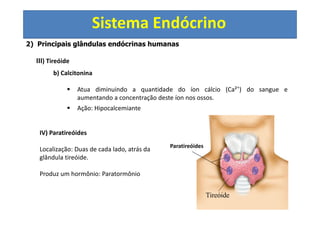 Sistema Endócrino
2) Principais glândulas endócrinas humanas
III) Tireóide
b) Calcitonina
Atua diminuindo a quantidade do íon cálcio (Ca²+
) do sangue e
aumentando a concentração deste íon nos ossos.
Ação: Hipocalcemiante
IV) Paratireóides
Localização: Duas de cada lado, atrás da
glândula tireóide.
Produz um hormônio: Paratormônio
Paratireóides
 