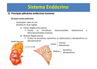 Sistema Endócrino
2) Principais glândulas endócrinas humanas
V) Supra-renais (adrenais)
Localização: sobre os rins
Dividida em duas regiões
a) Córtex: Região mais externa
Produz os hormônios: Glicocorticóides (aldosterona) e
Mineralocorticóides (cortisol).
b) Medula: Região interna
Produz os hormônios: Epinefrina ou (Adrenalina) e Norepinefrina ou
(Noradrenalina)
Córtex
Medula
RIM
Cortisol
Aldosterona
Epinefrina
Norepinefrina
 