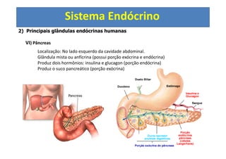 Sistema Endócrino
2) Principais glândulas endócrinas humanas
VI) Pâncreas
Localização: No lado esquerdo da cavidade abdominal.
Glândula mista ou anfícrina (possui porção exócrina e endócrina)
Produz dois hormônios: insulina e glucagon (porção endócrina)
Produz o suco pancreático (porção exócrina)
 
