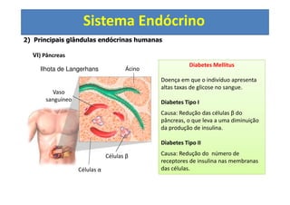 Sistema Endócrino
2) Principais glândulas endócrinas humanas
VI) Pâncreas
Ácino
Células β
Vaso
sanguíneo
Células α
Ilhota de Langerhans
Diabetes Mellitus
Doença em que o indivíduo apresenta
altas taxas de glicose no sangue.
Diabetes Tipo I
Causa: Redução das células β do
pâncreas, o que leva a uma diminuição
da produção de insulina.
Diabetes Tipo II
Causa: Redução do número de
receptores de insulina nas membranas
das células.
 