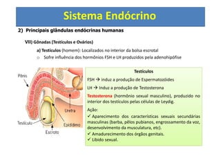 Sistema Endócrino
2) Principais glândulas endócrinas humanas
VII) Gônadas (Testículos e Ovários)
a) Testículos (homem): Localizados no interior da bolsa escrotal
o Sofre influência dos hormônios FSH e LH produzidos pela adenohipófise
Testículos
FSH induz a produção de Espermatozóides
LH Induz a produção de Testosterona
Testosterona (hormônio sexual masculino), produzido no
interior dos testículos pelas células de Leydig.
Ação:
Aparecimento dos características sexuais secundárias
masculinas (barba, pêlos pubianos, engrossamento da voz,
desenvolvimento da musculatura, etc).
Amadurecimento dos órgãos genitais.
Libido sexual.
 