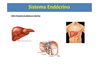 Sistema Endócrino
2) Principais glândulas endócrinas humanas
IX) Gônadas (Testículos e Ovários)
b) Ovários (mulher) localizados no interior da cavidade pélvica.
Hormônios produzidos: Estrógeno e Progesterona
Sofrem influência dos hormônios FSH e LH produzidos pela adenohipófise
Tuba uterina
FSH induz a formação dos folículos ovarianos
(Graaf) e estes produzem estrógeno.
Com o aumento do estrógeno, ocorre
o aumento da liberação do hormônio
LH, o qual promove a ovulação e a
formação do corpo amerelo (lúteo)
que irá produzir progesterona.
Corpo lúteo
 