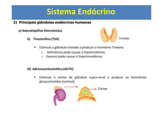 Sistema Endócrino
2) Principais glândulas endócrinas humanas
a) Adenohipófise (Hormônios)
II) Tireotrofina (TSH)
Estimula a glândula tireóide a produzir o hormônio Tiroxina
o Deficiência pode causar o hipotiroidismo.
o Excesso pode causar o hipertireoidismo
III) Adrenocorticotrófico (ACTH)
Estimula o córtex da glândula supra-renal a produzir os hormônios
glicocorticóides (cortisol)
Córtex
Tireóide
 