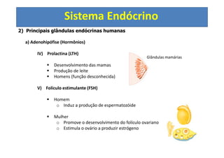 Sistema Endócrino
2) Principais glândulas endócrinas humanas
a) Adenohipófise (Hormônios)
IV) Prolactina (LTH)
Desenvolvimento das mamas
Produção de leite
Homens (função desconhecida)
V) Folículo estimulante (FSH)
Homem
o Induz a produção de espermatozóide
Mulher
o Promove o desenvolvimento do folículo ovariano
o Estimula o ovário a produzir estrógeno
Glândulas mamárias
 