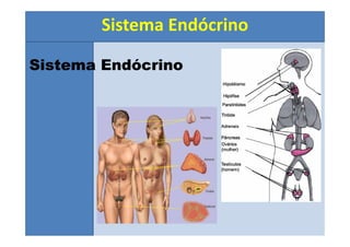 Sistema Endócrino
Sistema Endócrino
 
