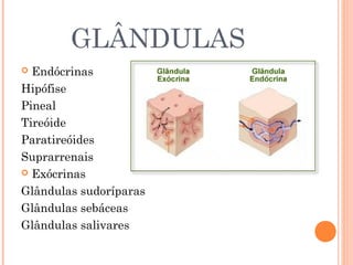 GLÂNDULAS
 Endócrinas
Hipófise
Pineal
Tireóide
Paratireóides
Suprarrenais
 Exócrinas
Glândulas sudoríparas
Glândulas sebáceas
Glândulas salivares
 