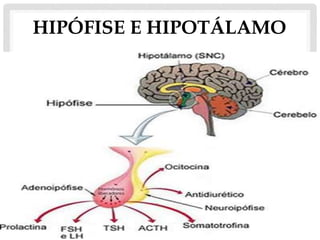 HIPÓFISE E HIPOTÁLAMO
 