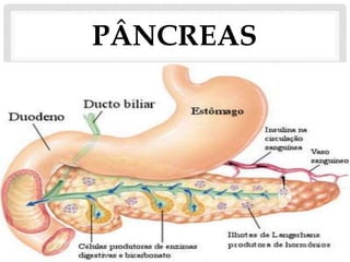 PÂNCREAS
 