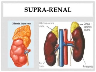 SUPRA-RENAL
 