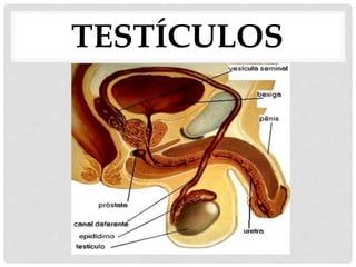 TESTÍCULOS
 