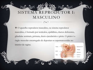 SISTEMA REPRODUTOR I:
MASCULINO
 O aparelho reprodutor masculino, ou sistema reprodutor
masculino, é formado por testículos, epidídimo, ductos deferentes,
glândulas seminais, próstata, ducto ejaculatório e pênis. O pênis é o
órgão muscular encarregado de depositar os espermatozoides no
interior da vagina.
 