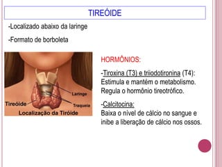TIREÓIDE
HORMÔNIOS:
-Tiroxina (T3) e triiodotironina (T4):
Estimula e mantém o metabolismo.
Regula o hormônio tireotrófico.
-Calcitocina:
Baixa o nível de cálcio no sangue e
inibe a liberação de cálcio nos ossos.
-Localizado abaixo da laringe
-Formato de borboleta
 