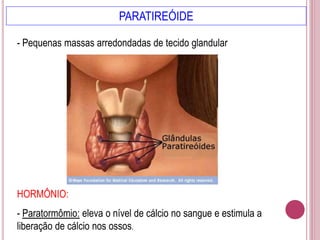 PARATIREÓIDE
HORMÔNIO:
- Paratormômio: eleva o nível de cálcio no sangue e estimula a
liberação de cálcio nos ossos.
- Pequenas massas arredondadas de tecido glandular
 