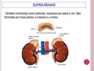SUPRA-RENAIS
- Também conhecida como adrenais, localizam-se sobre o rim. São
formadas por duas partes, a medula e o córtex.
 