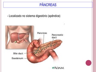 PÂNCREAS
- Localizado no sistema digestório (apêndice)
 