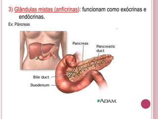 3) Glândulas mistas (anfícrinas): funcionam como exócrinas e
endócrinas.
Ex: Pâncreas
 
