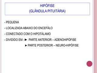 HIPÓFISE
(GLÂNDULA PITUITÁRIA)
- PEQUENA
- LOCALIZADA ABAIXO DO ENCEFÁLO
- CONECTADO COM O HIPOTÁLAMO
- DIVIDIDO EM : ► PARTE ANTERIOR – ADENOHIPÓFISE
► PARTE POSTERIOR – NEURO-HIPÓFISE
 