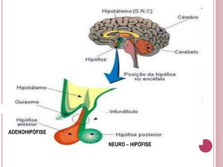 ADENOHIPÓFISE
NEURO – HIPÓFISE
 