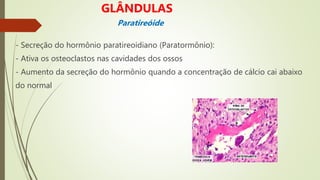 - Secreção do hormônio paratireoidiano (Paratormônio):
- Ativa os osteoclastos nas cavidades dos ossos
- Aumento da secreção do hormônio quando a concentração de cálcio cai abaixo
do normal
GLÂNDULAS
Paratireóide
 