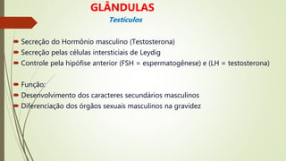  Secreção do Hormônio masculino (Testosterona)
 Secreção pelas células intersticiais de Leydig
 Controle pela hipófise anterior (FSH = espermatogênese) e (LH = testosterona)
 Função:
 Desenvolvimento dos caracteres secundários masculinos
 Diferenciação dos órgãos sexuais masculinos na gravidez
GLÂNDULAS
Testículos
 