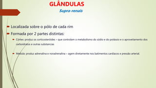  Localizada sobre o pólo de cada rim
 Formada por 2 partes distintas:
 Córtex: produz os corticosteróides – que controlam o metabolismo do sódio e do potássio e o aproveitamento dos
carboidratos e outras substancias
 Medula: produz adrenalina e noradrenalina – agem diretamente nos batimentos cardíacos e pressão arterial.
GLÂNDULAS
Supra-renais
 