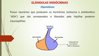 Possui neurônios que produzem os hormônios (oxitocina e antidiurético
“ADH”) que são armazenados e liberados pela hipófise posterior
(neuroipófise).
Liberação de
hormônios
ADH e Oxitocina
Hipotálamo
Adenohipófise Neurohipófise
GLÂNDULAS ENDÓCRINAS
Hipotálamo
 