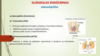 a) Adenoipófise (Hormônios)
II) Tireotrofina (TSH)
 Estimula a glândula tireoide a produzir o hormônio tiroxina:
o deficiência pode causar o hipotireoidismo,
o excesso pode causar o hipertireoidismo.
III) Adrenocorticotrófico (ACTH)
 Estimula o córtex da glândula suprarrenal a produzir os hormônios
glicocorticoides (cortisol)
Tireóid
e
Paratireoides
tireoides
GLÂNDULAS ENDÓCRINAS
Adenohipófise
 