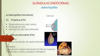 a) Adenoipófise (Hormônios)
IV) Prolactina (LTH)
 Desenvolvimento das mamas
 Produção de leite
 Homens (função desconhecida)
V) Folículo estimulante (FSH)
 Homem:
o induz a produção de espermatozoide.
 Mulher:
o promove o desenvolvimento do folículo ovariano,
o estimula o ovário a produzir estrógeno.
Glândulas
mamárias
2
GLÂNDULAS ENDÓCRINAS
Adenohipófise
 