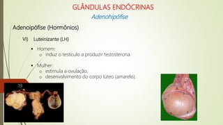 Adenoipófise (Hormônios)
VI) Luteinizante (LH)
 Homem:
o induz o testículo a produzir testosterona.
 Mulher:
o estimula a ovulação,
o desenvolvimento do corpo lúteo (amarelo).
GLÂNDULAS ENDÓCRINAS
Adenohipófise
19
 