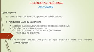 b) Neuroipófise
Armazena e libera dois hormônios produzidos pelo hipotálamo
I) Antidiurético (ADH) ou Vasopressina
 É liberado quando o volume de sangue cai abaixo de certo nível.
 Estimula a reabsorção de água nos rins:
o diminui o volume de urina excretado (antidiurético),
o retém água no organismo.
 Sua deficiência provoca uma perda de água excessiva e muita sede, síndrome
diabetes insípidos.
2. GLÂNDULAS ENDÓCRINAS
Neurohipófise
20
 