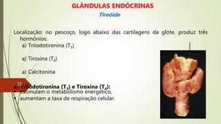 Localização: no pescoço, logo abaixo das cartilagens da glote, produz três
hormônios:
a) Triiodotironina (T3)
a) Tiroxina (T4)
a) Calcitonina
a) Triiodotironina (T3) e Tiroxina (T4):
 estimulam o metabolismo energético,
 aumentam a taxa de respiração celular.
Imagem:
Thyroid,
Diffuse
Hyperplasia./
Ed
Uthman,
MD/
Creative
Commons
Attribution-Share
Alike
2.0
Generic.
GLÂNDULAS ENDÓCRINAS
Tireóide
21
 