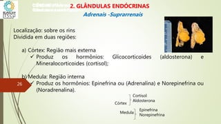 Localização: sobre os rins
Dividida em duas regiões:
a) Córtex: Região mais externa
 Produz os hormônios: Glicocorticoides (aldosterona) e
Mineralocorticoides (cortisol);
b) Medula: Região interna
 Produz os hormônios: Epinefrina ou (Adrenalina) e Norepinefrina ou
(Noradrenalina).
Córtex
Medula
Cortisol
Aldosterona
Epinefrina
Norepinefrina
CIÊNCIAS, 8º Ano do Ensino Fundamental
Glândulas e suas funções
CIÊNCIAS, 8º Ano do Ensino Fundamental
Glândulas e suas funções
CIÊNCIAS, 8º Ano do Ensino Fundamental
Glândulas e suas funções
CIÊNCIAS, 8º Ano do Ensino Fundamental
Glândulas e suas funções
CIÊNCIAS, 8º Ano do Ensino Fundamental
Glândulas e suas funções
CIÊNCIAS, 8º Ano do Ensino Fundamental
Glândulas e suas funções
CIÊNCIAS, 8º Ano do Ensino Fundamental
Glândulas e suas funções
CIÊNCIAS, 8º Ano do Ensino Fundamental
Glândulas e suas funções
CIÊNCIAS, 8º Ano do Ensino Fundamental
Glândulas e suas funções
2. GLÂNDULAS ENDÓCRINAS
Adrenais -Suprarrenais
26
 