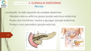 Localização: no lado esquerdo da cavidade abdominal.
Glândula mista ou anfícrina (possui porção exócrina e endócrina).
Produz dois hormônios: insulina e glucagon (porção endócrina).
Produz o suco pancreático (porção exócrina).
CIÊNCIAS, 8º Ano do Ensino Fundamental
Glândulas e suas funções
CIÊNCIAS, 8º Ano do Ensino Fundamental
Glândulas e suas funções
CIÊNCIAS, 8º Ano do Ensino Fundamental
Glândulas e suas funções
CIÊNCIAS, 8º Ano do Ensino Fundamental
Glândulas e suas funções
CIÊNCIAS, 8º Ano do Ensino Fundamental
Glândulas e suas funções
CIÊNCIAS, 8º Ano do Ensino Fundamental
Glândulas e suas funções
CIÊNCIAS, 8º Ano do Ensino Fundamental
Glândulas e suas funções
CIÊNCIAS, 8º Ano do Ensino Fundamental
Glândulas e suas funções
CIÊNCIAS, 8º Ano do Ensino Fundamental
Glândulas e suas funções
CIÊNCIAS, 8º Ano do Ensino Fundamental
Glândulas e suas funções
CIÊNCIAS, 8º Ano do Ensino Fundamental
Glândulas e suas funções
2. GLÂNDULAS ENDÓCRINAS
Pâncreas
29
 