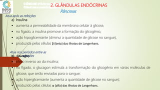 a) Insulina
 aumenta a permeabilidade da membrana celular à glicose,
 no fígado, a insulina promove a formação do glicogênio,
 ação hipoglicemiante (diminui a quantidade de glicose no sangue),
 produzida pelas células β (beta) das ilhotas de Langerhans.
b) Glucagon
 efeito inverso ao da insulina;
 no fígado, o glucagon estimula a transformação do glicogênio em várias moléculas de
glicose, que serão enviadas para o sangue;
 ação hiperglicemiante (aumenta a quantidade de glicose no sangue);
 produzido pelas células α (alfa) das ilhotas de Langerhans.
Atua após as refeições
Atua nos períodos entre as
refeições
CIÊNCIAS, 8º Ano do Ensino Fundamental
Glândulas e suas funções
CIÊNCIAS, 8º Ano do Ensino Fundamental
Glândulas e suas funções
CIÊNCIAS, 8º Ano do Ensino Fundamental
Glândulas e suas funções
CIÊNCIAS, 8º Ano do Ensino Fundamental
Glândulas e suas funções
CIÊNCIAS, 8º Ano do Ensino Fundamental
Glândulas e suas funções
CIÊNCIAS, 8º Ano do Ensino Fundamental
Glândulas e suas funções
CIÊNCIAS, 8º Ano do Ensino Fundamental
Glândulas e suas funções
CIÊNCIAS, 8º Ano do Ensino Fundamental
Glândulas e suas funções
CIÊNCIAS, 8º Ano do Ensino Fundamental
Glândulas e suas funções
CIÊNCIAS, 8º Ano do Ensino Fundamental
Glândulas e suas funções
CIÊNCIAS, 8º Ano do Ensino Fundamental
Glândulas e suas funções
CIÊNCIAS, 8º Ano do Ensino Fundamental
Glândulas e suas funções
2. GLÂNDULAS ENDÓCRINAS
Pâncreas
30
 