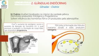 b) Ovários (mulher) localizados no interior da cavidade pélvica.
Hormônios produzidos: Estrógeno e Progesterona.
Sofrem influência dos hormônios FSH e LH produzidos pela adenoipófise.
CIÊNCIAS, 8º Ano do Ensino Fundamental
Glândulas e suas funções
FSH induz à formação dos folículos
ovarianos (Graaf) e estes produzem
estrógeno.
Com o aumento do estrógeno, ocorre o
aumento da liberação do hormônio LH, o qual
promove a ovulação e a formação do corpo lúteo
que irá produzir progesterona.
1
CIÊNCIAS, 8º Ano do Ensino Fundamental
Glândulas e suas funções
CIÊNCIAS, 8º Ano do Ensino Fundamental
Glândulas e suas funções
CIÊNCIAS, 8º Ano do Ensino Fundamental
Glândulas e suas funções
CIÊNCIAS, 8º Ano do Ensino Fundamental
Glândulas e suas funções
CIÊNCIAS, 8º Ano do Ensino Fundamental
Glândulas e suas funções
CIÊNCIAS, 8º Ano do Ensino Fundamental
Glândulas e suas funções
CIÊNCIAS, 8º Ano do Ensino Fundamental
Glândulas e suas funções
CIÊNCIAS, 8º Ano do Ensino Fundamental
Glândulas e suas funções
CIÊNCIAS, 8º Ano do Ensino Fundamental
Glândulas e suas funções
CIÊNCIAS, 8º Ano do Ensino Fundamental
Glândulas e suas funções
CIÊNCIAS, 8º Ano do Ensino Fundamental
Glândulas e suas funções
CIÊNCIAS, 8º Ano do Ensino Fundamental
Glândulas e suas funções
2. GLÂNDULAS ENDÓCRINAS
Gônadas - Ovários
33
 